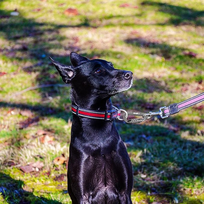 12kN (2697 lbs) Heavy Duty, Locking, Auto Locking, Wiregate Carabiner Clips, for Securing Pets, Outdoor, Camping, Hiking, Hammock, Dog Leash Harness, Keychains