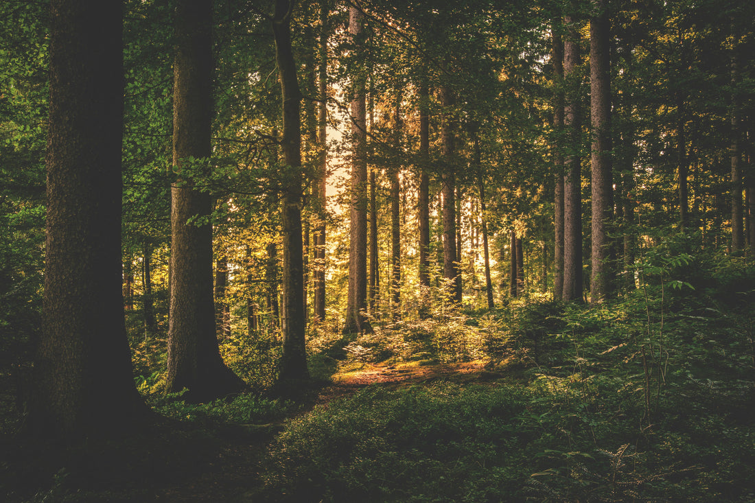 5 Reasons Why Spending Time in the Forest Is Good for You